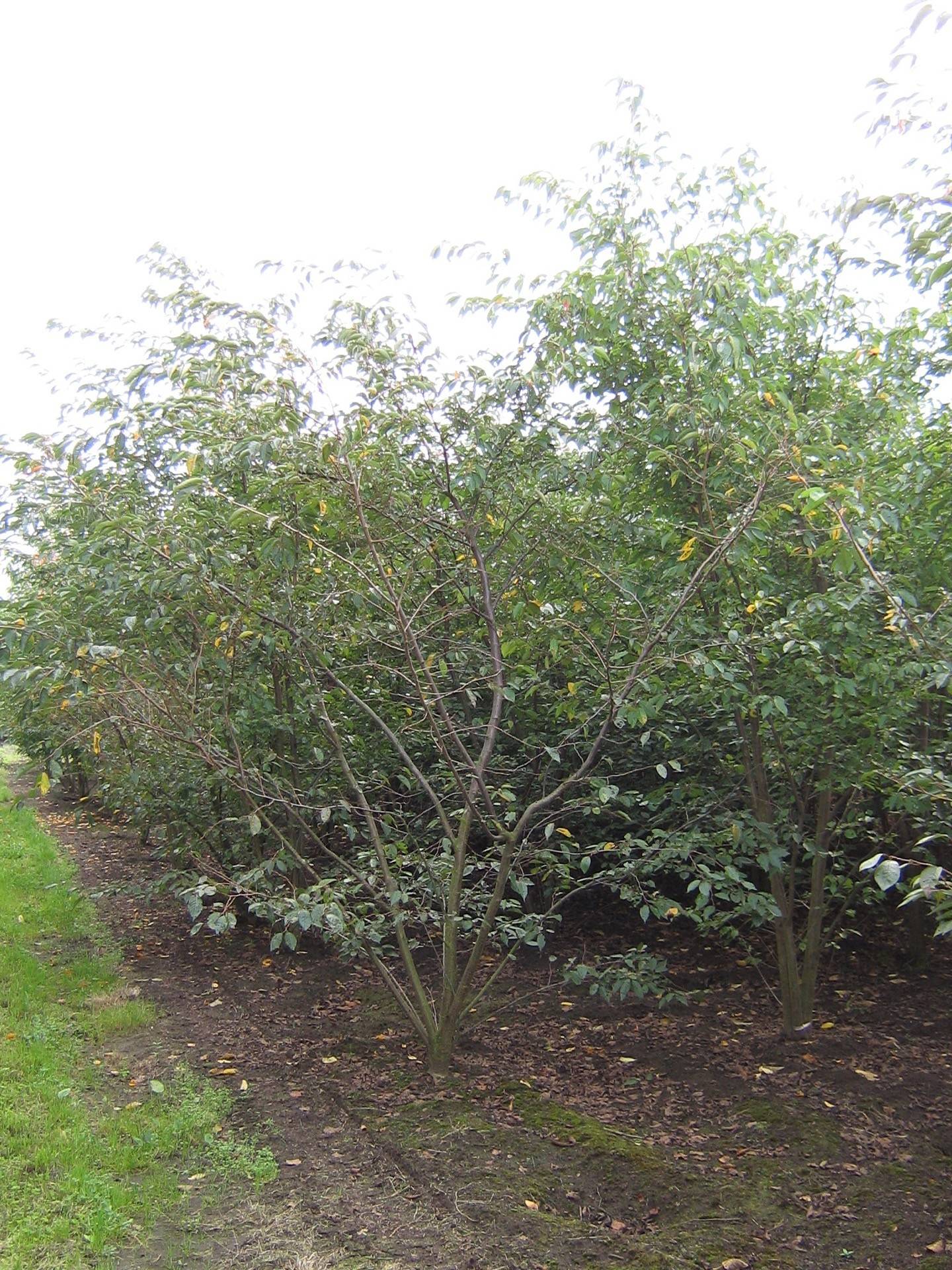 Prunus Accolade_15